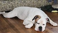 Dog available for adoption