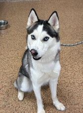 Dog available for adoption