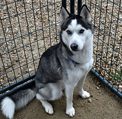 Dog available for adoption