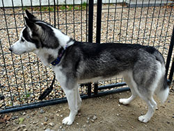 Dog available for adoption