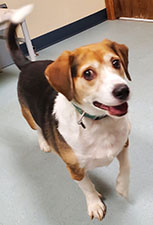 Dog available for adoption