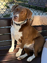 Dog available for adoption