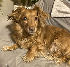 Dog available for adoption