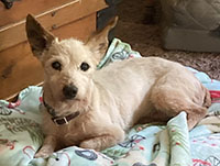 Daphne Dog available for adoption