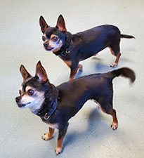 Dogs available for adoption