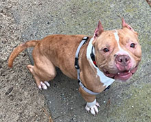 Dog available for adoption