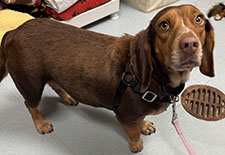 Dog available for adoption