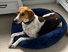 Dog available for adoption