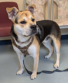 Dog available for adoption