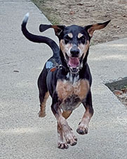 Dog available for adoption