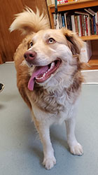 Dog available for adoption