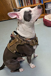 Dog available for adoption