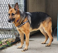 Dog available for adoption