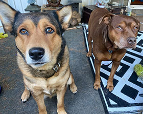 Dogs available for adoption