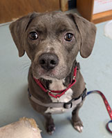 Dog available for adoption