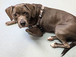 Dog available for adoption