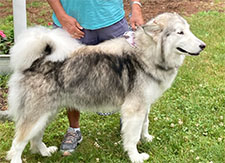Nukka Dog available for adoption
