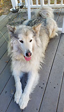 Dog available for adoption