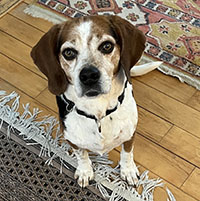 Dog available for adoption