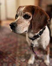 Dog available for adoption