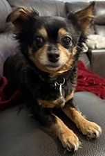 Dog available for adoption