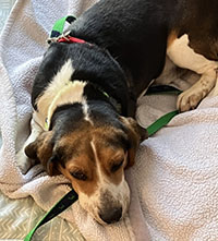 Dog available for adoption