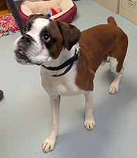 Dog available for adoption