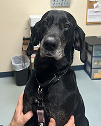 Dog available for adoption