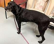 Dog available for adoption