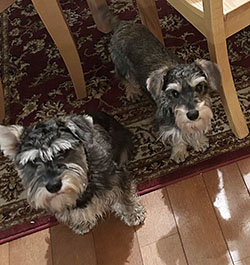 Dog available for adoption