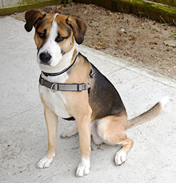 Dog available for adoption